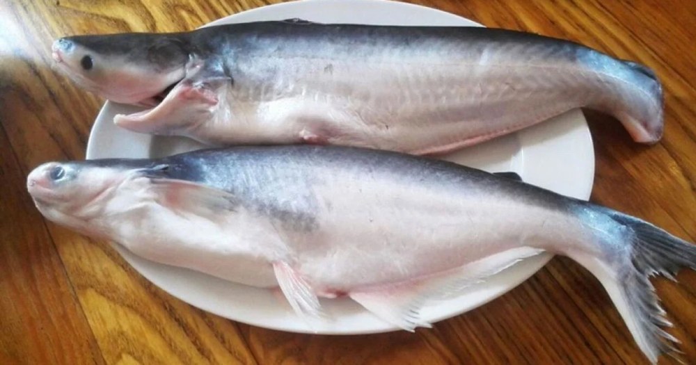 Пангасіус – що це за риба та як її вживати